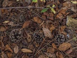 Conos de pino en el follaje de otoño en el suelo del bosque foto