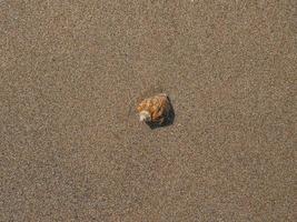 Beautiful Seashell Is A Rapana In The Sand photo