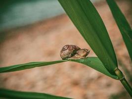 Caracol grande con concha arrastrándose sobre la hierba o caña de maíz, día de verano foto