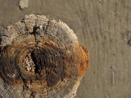 hermoso corte seco natural de un árbol. vista superior del tocón de madera foto