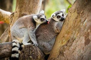 lemur sitting on a tree. photo