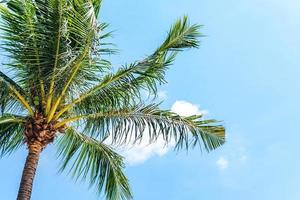 vacaciones de verano con palmeras de coco