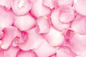 fondo abstracto. flores frescas rosas rosadas foto