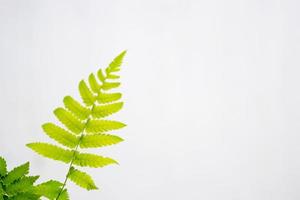 Wild green bush on white isolated background photo