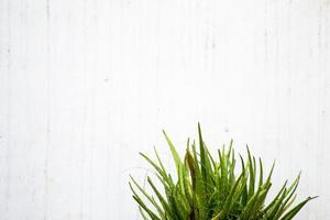 Aloe vera on white background photo