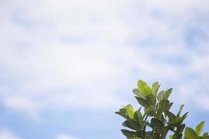 Tree branches under the blue sky photo