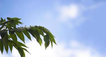 Tree branches under the blue sky photo