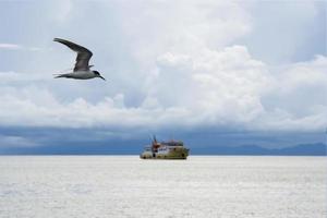 Seagull fly over the sea in the daylight photo