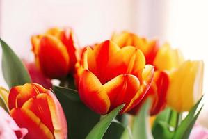 a bunch of red and yellow tulips photo