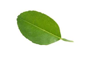 Fresh green leaf isolate on white background with clipping path. photo