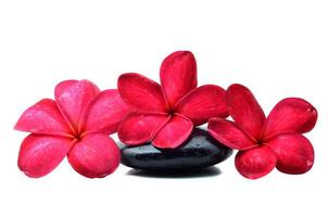 piedras zen con flor de frangipani foto