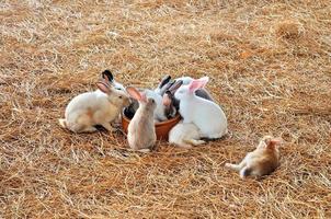 Rabbit is sitting on haystacks or dry grass photo