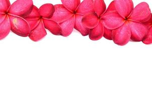 hermosas flores de frangipani