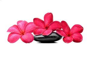 piedras zen con flor de frangipani