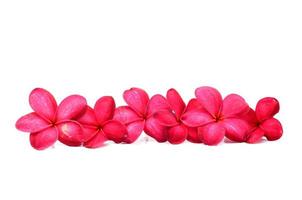 hermosas flores de frangipani foto