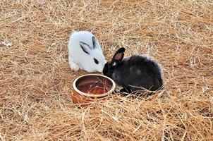 El conejo está sentado en un pajar o en pasto seco. foto