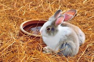 Rabbit is sitting on haystacks or dry grass