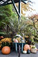 Thanksgiving Pumpkins and Gourds photo