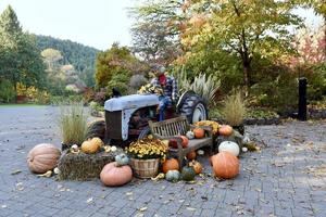 Pumpkins Gourds and a Scarecrow on a Tractor photo