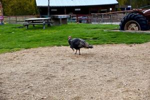 pavo de acción de gracias en la granja foto