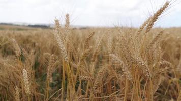 Weizenernte vor der Ernte im Sommerwind schwankend video