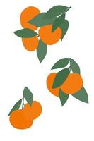 ramas de mandarina aisladas sobre fondo blanco. vector