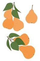 Set of pears on a white background. vector