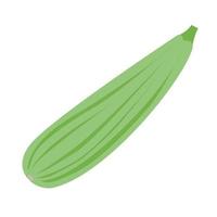 Large fresh zucchini with green stripes. vector