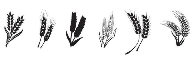 Set of black hand drawn wheat ears icons vector