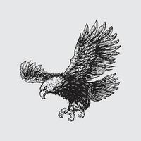 Eagle drawing illustration vector