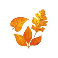 season autumn leafs isolated icon vector