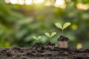 Financial and business growth success concept with coin tree planting and blurred green background. photo