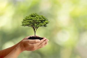 Los árboles se plantan en el suelo en manos humanas con fondos verdes naturales, el concepto de crecimiento de las plantas y la protección del medio ambiente. foto