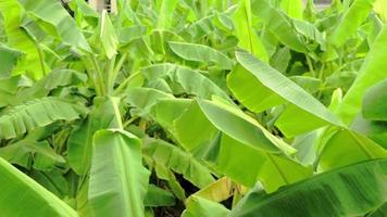 grande folha de bananeira verde, filmagem de folhas de bananeira video