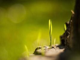 Closeup young grass sprouts on a dry wooden stump photo