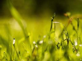 green grass with dew on a sunny day photo