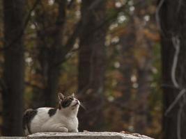 street spotted cat on autumn street photo