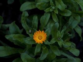 Hermosa pequeña flor naranja sobre fondo de follaje verde borrosa