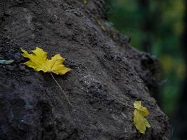 two yellow maple leaves on a tree stump. autumn foliage in the forest photo