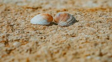 Two seashells in love on the sea stone on a sunny day. Two shells photo