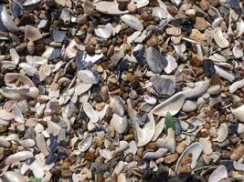sea pebbles and shells and sand. texture. the background photo