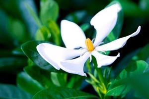 White beautiful spring flower in park photo