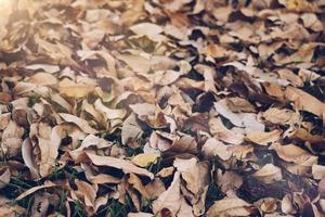 Dry leaf on ground in park texture abstract  background photo