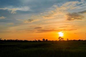 la belleza de los arrozales al atardecer foto