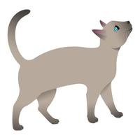 gato siamés curioso vector