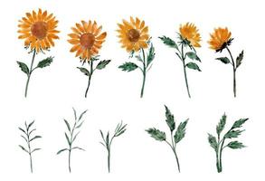 watercolor sunflower arrangement separated vector set