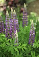 Violet and purple lupine flowers photo