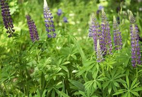 Violet and purple lupine flowers photo