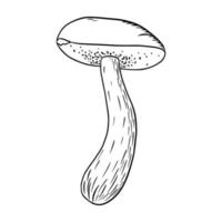 boletus grabado ilustración vector