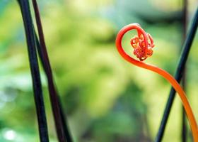 Stems and leaves of the bright red color of fern photo